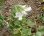 画像1: 白花ハマエンドウ（浜豌豆）　苗　１株 (1)