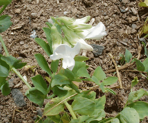 白花ハマエンドウ（浜豌豆）　苗　１株