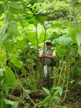 画像: 秋田蕗（アキタブキ）　地下茎　10本