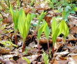 画像: 行者ニンニク（採種用苗）　１本