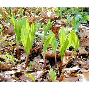 画像: 行者ニンニク（採種用苗）　１本