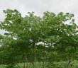 画像1: タラの木　苗木　樹高＝0.5ｍ　１本