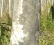 画像3: コシアブラ（漉油）　苗木　樹高＝0.3ｍ　１本